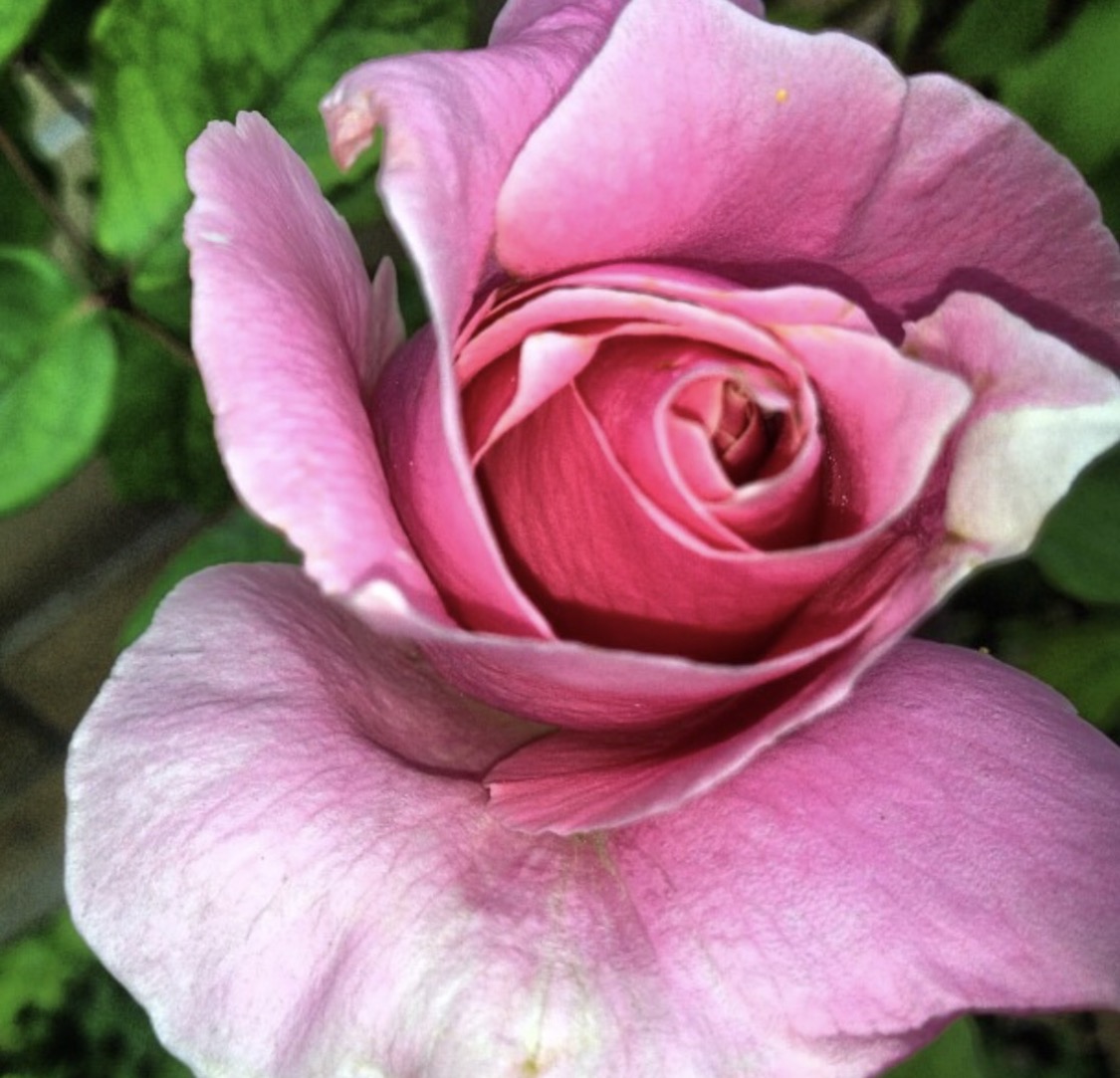 Photo by Beau LeBaron May25th 2012, Rose in my Back Yard Brea CA